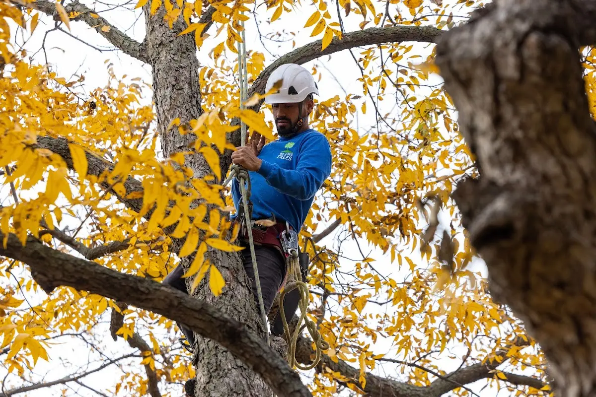 Skilled Tree Trimming crew working in Winfield